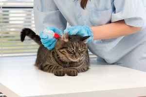 The image with a cat in a veterinary clinic