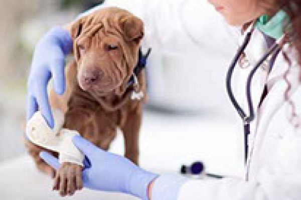 Shar Pei dog getting bandage after injury on his leg by a veter